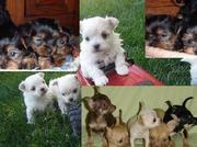 Chihuahua,  Yorkies,  Maltese for sale