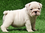 I have Two beautiful English bulldog puppies