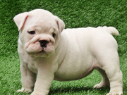 TWO HOMED RAISED ENGLISH BULLDOG PUPPIES FOR ADOPTION