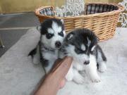 Two Beautiful Siberian Husky Puppies For Re-homing