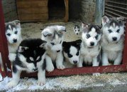 Charming Blue eyes Siberian Husky Puppies