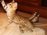F5 and F2 Savannah Kittens for sale..F1 Sav kittens coming soon.