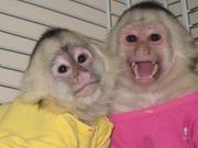 Cute baby Male/female Capuchin monkeys  for Adoption 