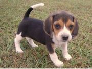 Beagle puppy to adopt
