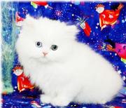Two Adorable Persian Kittens For Adoption