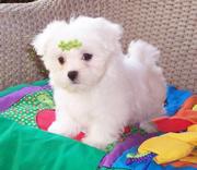 Teacup maltese puppy for free adoption