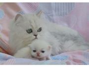 kittens for free adoption
