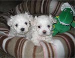 $225,  2 Maltese Puppies For Sale/Adoption!