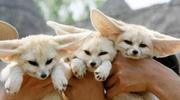 TICA Registered Fennec Fox, cheetah, serval, spotted genet and ocelot 