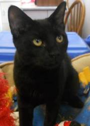 Domestic Short Hair - Andie - Medium - Young - Male - Cat  Read more: 