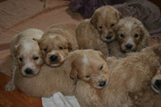 Home-Raised Pyredoodle puppies for Sale
