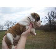 Pure Breed English Bulldog Puppies For Adoption