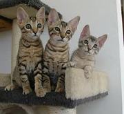 Adorable savannah ,  bengal ,  sphinx and ocelots kittens for sale 