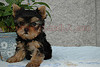 LOVELY TEACUP YORKIE PUPPY FOR LOVING HOMES