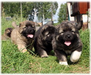 Caucasian Ovcharka puppies