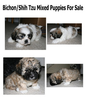 Bichon/Shih Tzu 2 male puppies for sale