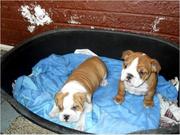 !!! Four Healthey English Bulldog Puppies Available !!!