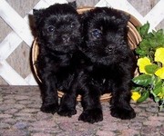 Affenpinscher Puppies for Sale