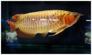 Super red arowana fishes and tanks for sale