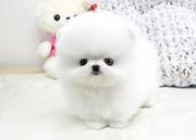Adorable Tiny Pomeranian Puppies Available Text (914) 940-0490