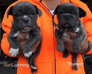 Awasome French Bulldog Puppies Males and Females