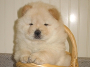 CHARMING CHOW CHOW BOYS AND GIRLS PUPPIES FOR SALE