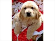 Akc Purebred Golden Retriever Puppies Available..
