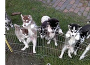 AKC Siberian Husky Pups!