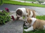 AKC Pointing English Bulldog puppies looking for new homes