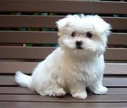 two Cute and Adorable Maltese Puppies for 