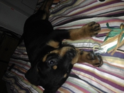11 week old Rottweiler available