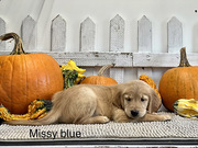 Golden Retrievers Available - Males