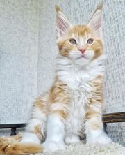 4 adorables chatons Maine Coon  sont encore disponibles 