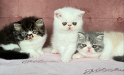 Ready to go Persian Kittens Purebred