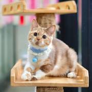 ✨ British Shorthair Kittens Available for Adoption & Rehoming ✨