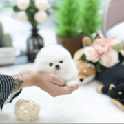 Gorgeous Teacup Pomeranian Puppies for sale