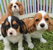 Beautiful Cavalier king Charles Spaniel Pups Ready 