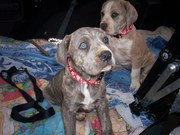 English mastiff/Great Dane mix