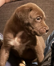 Puppies seeking for ever homes ready to go