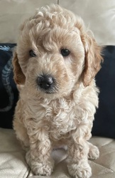 Beautiful Miniature Golden Doodle F1B Boy and Girl Ready NOW