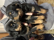 Pure breed Rottweiler puppies
