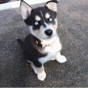Stunning Siberian Husky Puppies for Sale