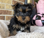 Teacup Yorkie Puppies 