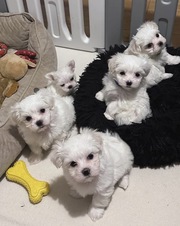 Lovely Maltese Puppies
