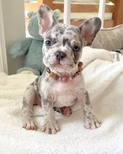 French Bulldog puppies ready 