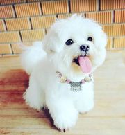 Beautiful Maltese puppies