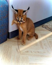 caracal kitten available