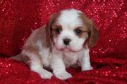 Cavalier King Charles Spaniel