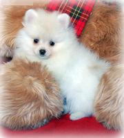 Pomeranian puppies