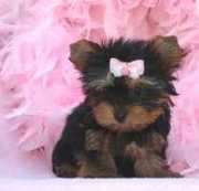  yorkie ready for adoption